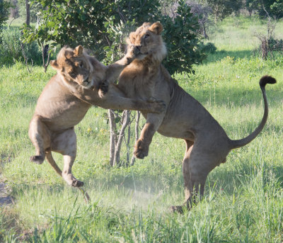 Botswana 2014 Animals in Motion