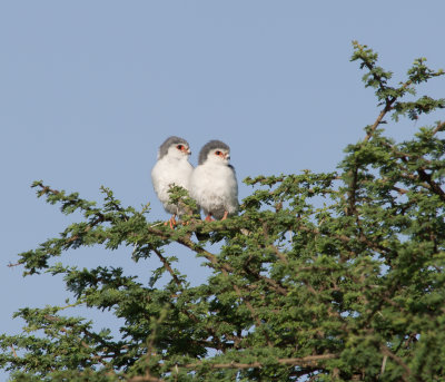 Pygmy Falcons