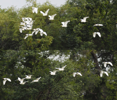 Flying Egrets