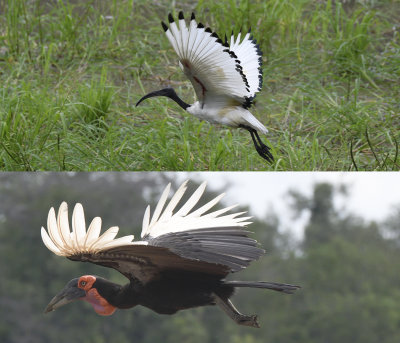 Sacred Ibis and Ground Hornbill