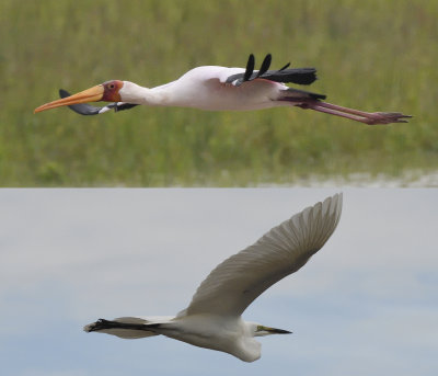 Yellow billed stork and Egret