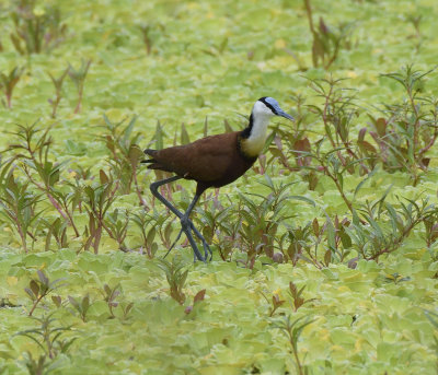 Jacana