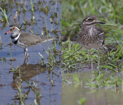 Plover and Thick knee