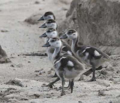 Egyptian Geese Young