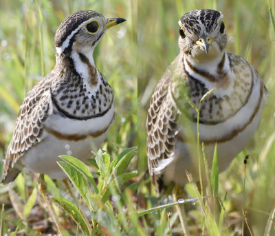 Banded Coursers