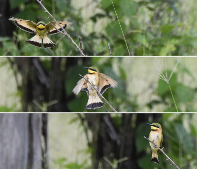 Bee-Eaters