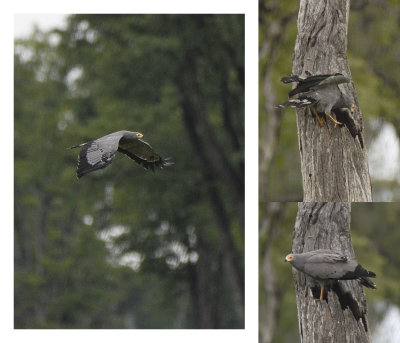 Harrier Hawk