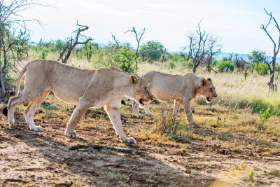 Rovos Africa-2015_040.jpg