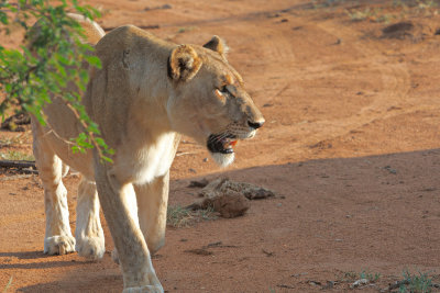 Rovos Africa-2015_045.jpg