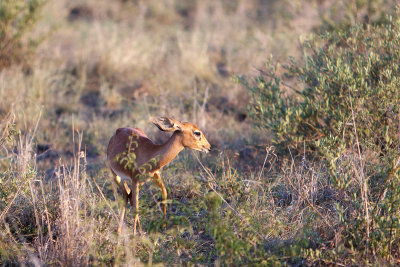 Rovos Africa-2015_051.jpg