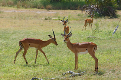 Rovos Africa-2015_053.jpg