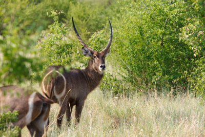 Rovos Africa-2015_055.jpg