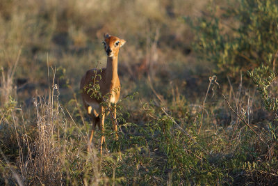 Rovos Africa-2015_056.jpg