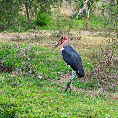 Rovos Africa-2015_063.jpg