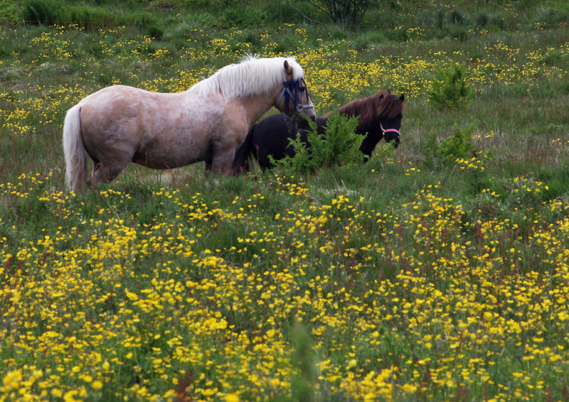 Northern Norway2009_5.jpg