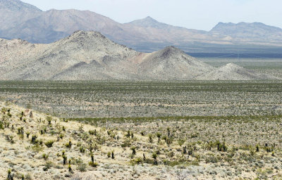 Mojave Desert3