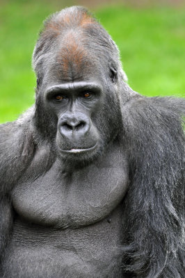 Gorilla