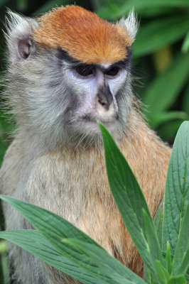 Patas Monkey