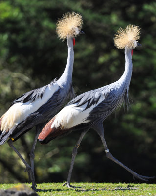 Two Cranes