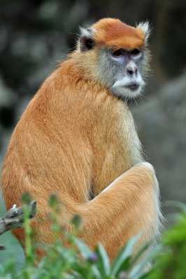 Patas Monkey