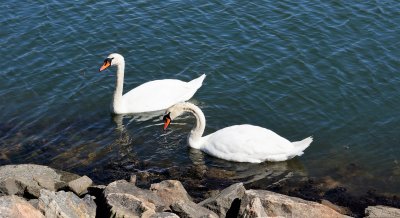 Swans in Volvo Park