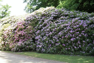 Sofiero Palace Grounds - Rhododendrons