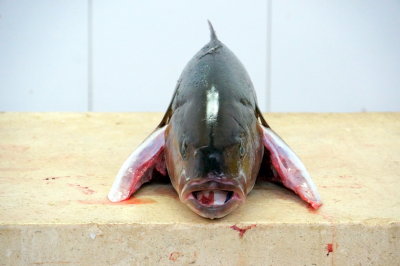 Fish Market