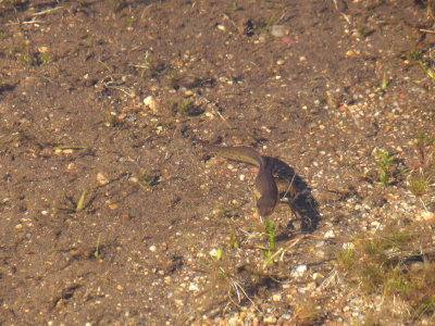 Red spotted salamander