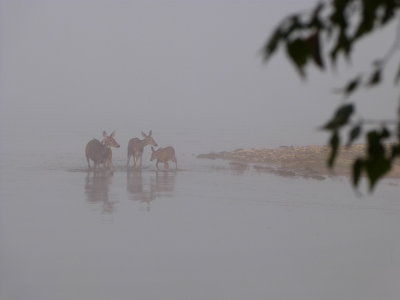 Family of deer at Quabbin reservoir, Sept., 2013