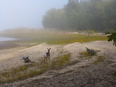 Family of deer at Quabbin reservoir, Sept., 2013