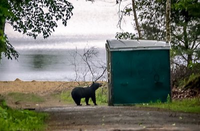 Bear at Sanican, Quabbin, Gate 35