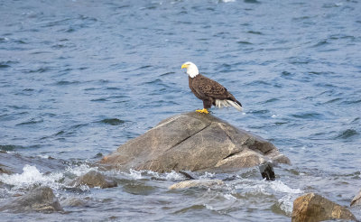 Eagle at Quabbin Reservoir