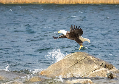 Eagle at Quabbin Reservoir
