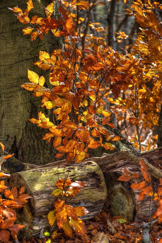 Last Leaves Of Autumn