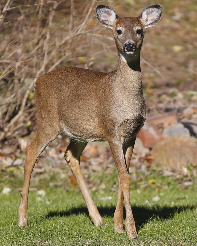 Backyard Buddy