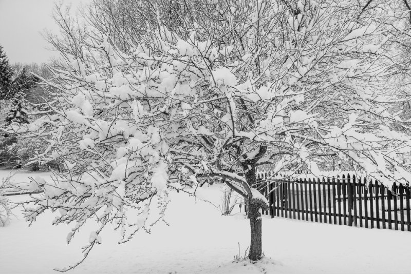 Snowy Crab Apple