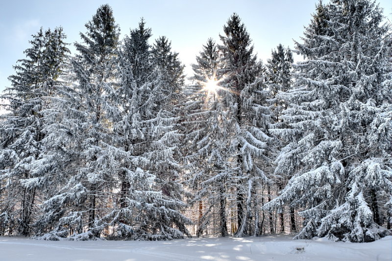 Winter Sun Through The Pines At Emery Park