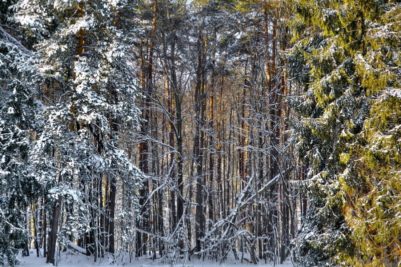 Winter Woods Abstract