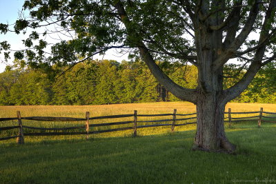 Knox Morning Maple