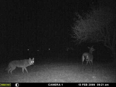 deer_camera_pics