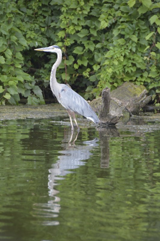 blue heron 