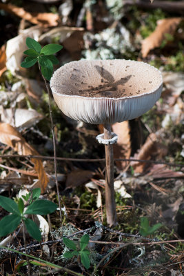 DSC_4524.jpg