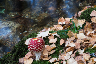 Cogumelos Outono