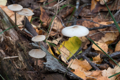 Cogumelos Outono
