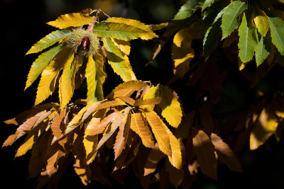 DSC_4108.jpg