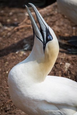 gaspe-2013-1939.jpg