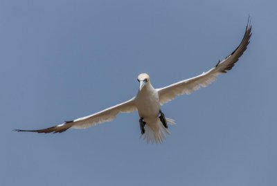 gaspe-2013-1946.jpg
