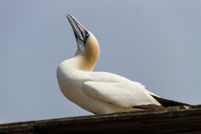 gaspe-2013-2037.jpg