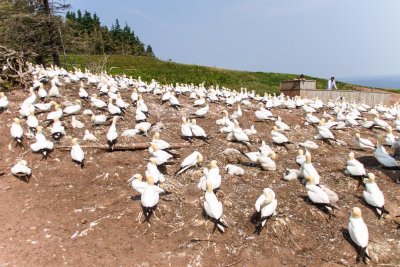 gaspe-2013-2038.jpg