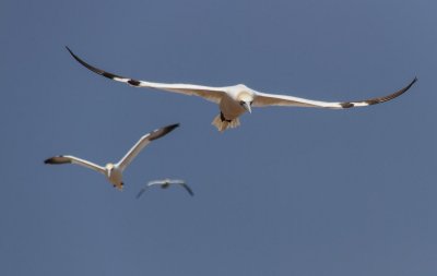 gaspe-2013-2103.jpg